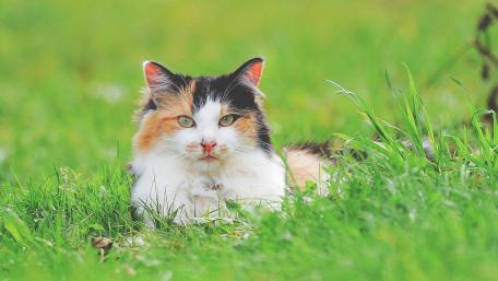 Charming Cat on Lush Green Grass wallpaper