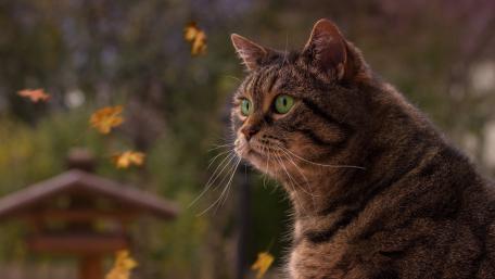 Majestic Cat in Autumn Breeze wallpaper