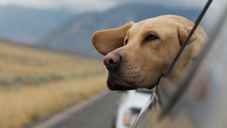 Golden Retriever Enjoying a Scenic Road Trip wallpaper