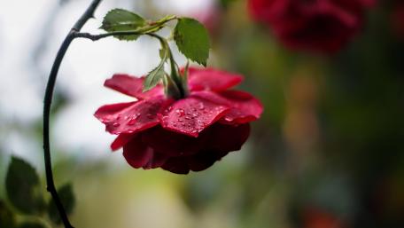 Elegant Red Rose with Dewy Petals glowing in Nature's Embrace wallpaper