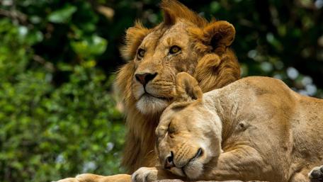 Majestic Lions in Peaceful Harmony wallpaper