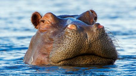 Majestic Hippo Floating in Serenity wallpaper