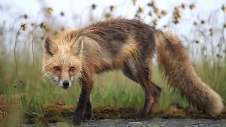 Mysterious Wet Fox on the Move wallpaper