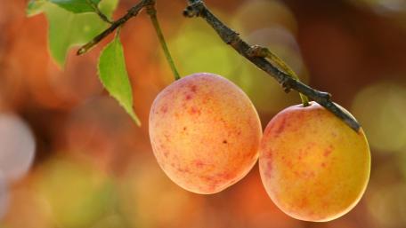 Vibrant Apricots on a Branch Amidst Nature's Bokeh Image wallpaper