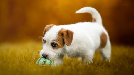 Parson Russell Terrier puppy wallpaper