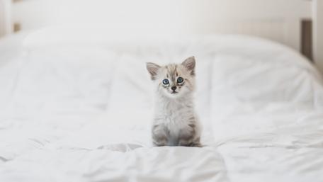 Adorable Kitten on a Cozy Bed wallpaper