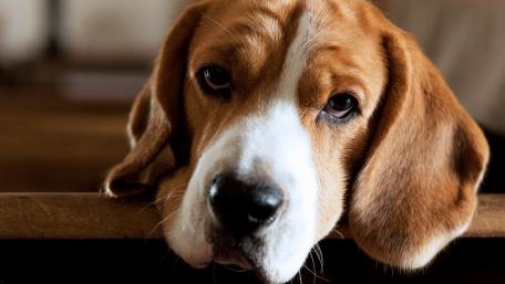 Adorable Beagle with a Thoughtful Expression wallpaper