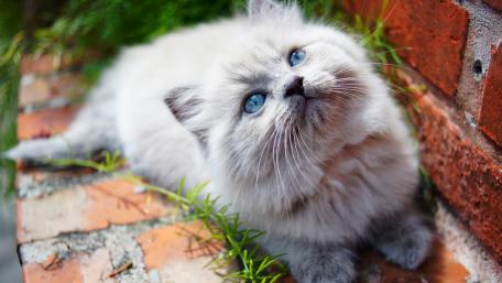 Soft Blue-Eyed Kitten Relaxing in Nature wallpaper