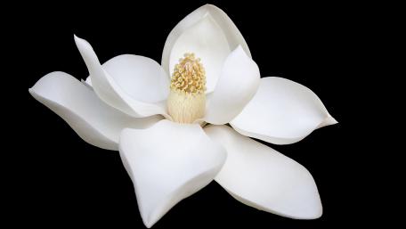 Elegant White Magnolia Blossom in Full Bloom wallpaper