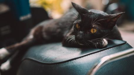 Charming Black Cat Relaxing Elegantly on a Couch wallpaper