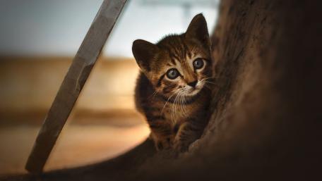 Curious Kitten Peeking Through Life's Journey wallpaper