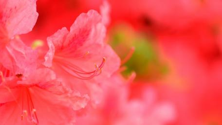 Blooming Pink Azalea Blossoms Enhance Your Space wallpaper