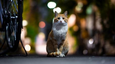 Charming Cat in City Night Lights wallpaper