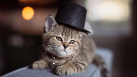Charming Kitten in a Top Hat wallpaper