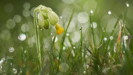 Delicate Blossoms in a Dewy Garden wallpaper