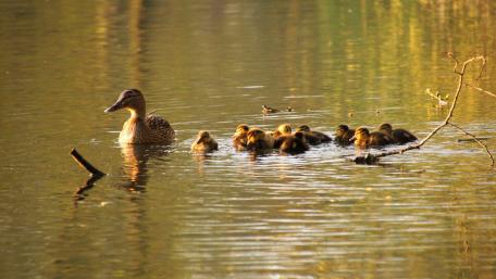 Enten auf Osterausflug wallpaper