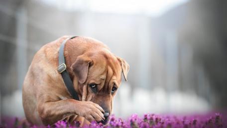 Charming Dog among Flowering Blooms wallpaper