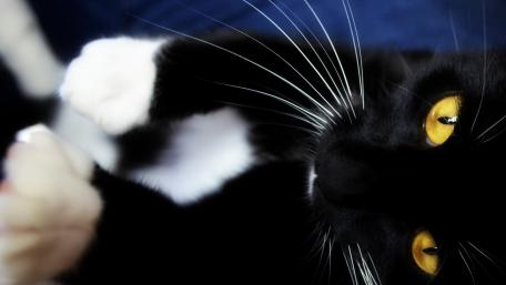 Black Cat with Striking Yellow Eyes wallpaper