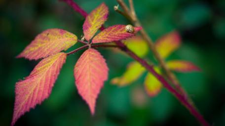 Vibrant Autumn Leaves in Nature's Embrace wallpaper