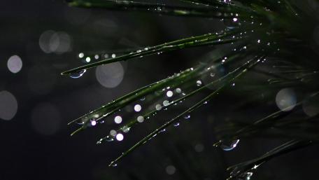 Nature's Tranquil Dewdrops Amidst Greenery wallpaper