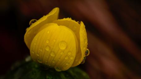 Vibrant Yellow Blossom with Dew Drops Glow wallpaper