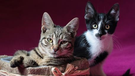 Cozy Companions in a Serene Setting wallpaper