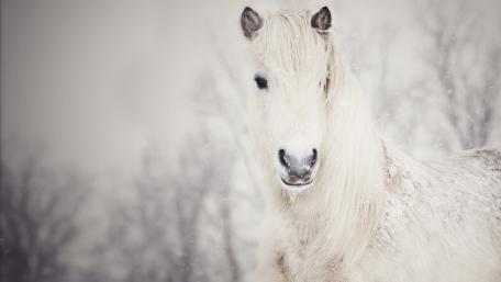 Majestic White Horse in a Snowy Landscape wallpaper