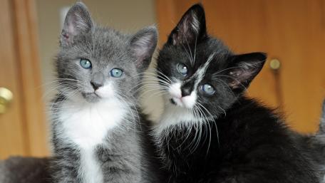 Adorable Kittens Together in Harmony wallpaper