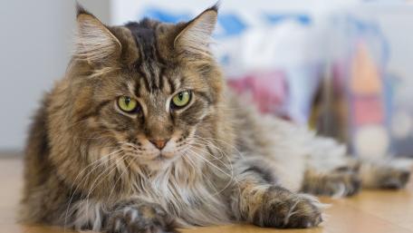 Majestic Maine Coon Cat Relaxing on the Floor wallpaper