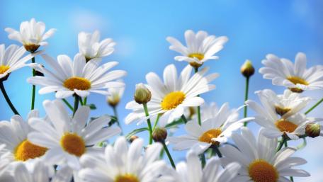 Bright and Cheerful Daisy Blooms Against a Blue Sky wallpaper