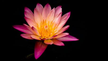 Blooming Lotus in Radiant Colors wallpaper