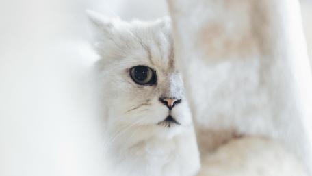Majestic White Cat in Sharp Focus wallpaper