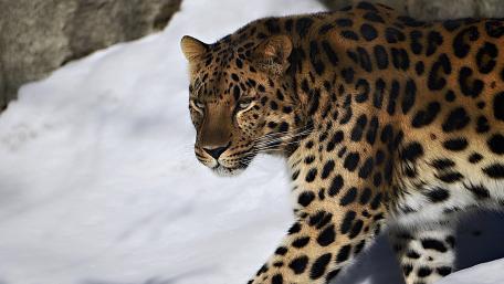 Majestic Leopard in Winter Wonderland wallpaper
