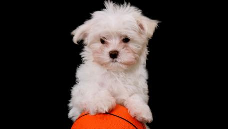 Adorable Puppy with Basketball Charm wallpaper