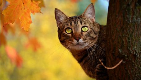 Autumn Cat in a Colorful Forest Scene wallpaper