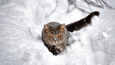 Snowy Adventure of a Curious Cat wallpaper