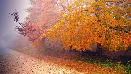 Autumn's Embrace in a Misty Woodland Scene wallpaper