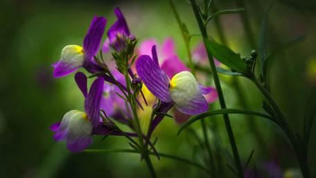 Vibrant Blooms in Nature's Embrace wallpaper