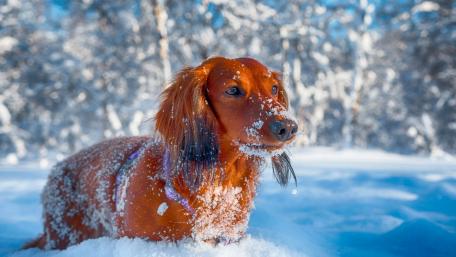 Winter Wonderland Puppy Adventure wallpaper
