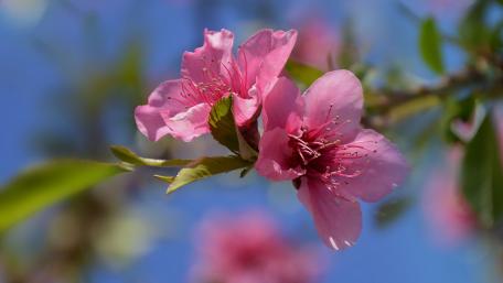 Breathtaking Pink Blossom Under Clear Sky wallpaper