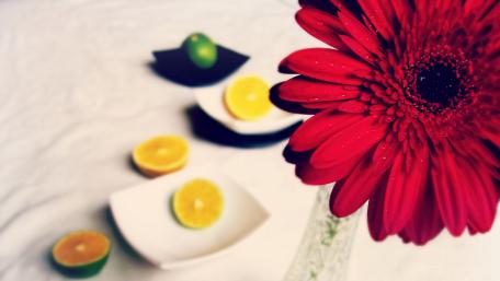 Vibrant Red Flower with Citrus Accents wallpaper