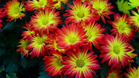 Vibrant Chrysanthemums in Fiery Colors wallpaper