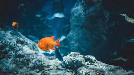 Vibrant Fish in an Underwater Wonderland wallpaper