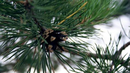 Nature's Tranquil Pine Needle Embrace wallpaper