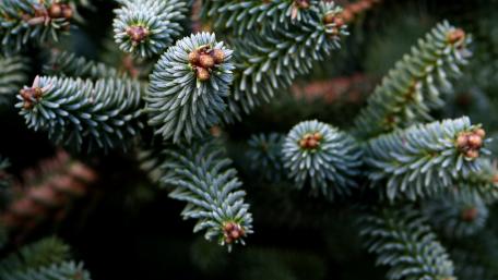 Serene Evergreen Pine Close-Up Beauty wallpaper
