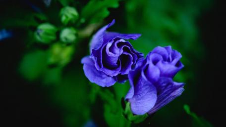 Enchanting Purple Blooms of Nature wallpaper