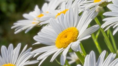 Bright and Cheerful Daisy Blossoms Inviting Nature's Beauty wallpaper