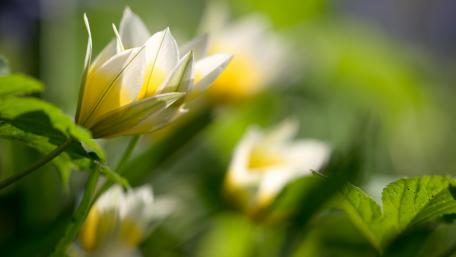 Serene White Water Lilies in Bloom wallpaper
