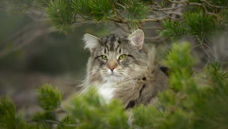 Majestic Cat in a Forest Setting wallpaper