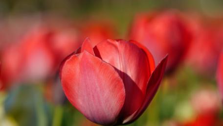 Vibrant Red Tulips in Bloom wallpaper